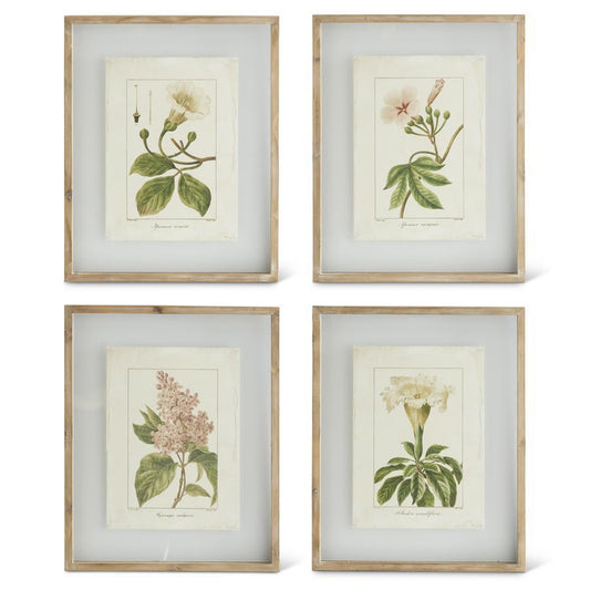 Botanical Print in Shadowbox wood frame