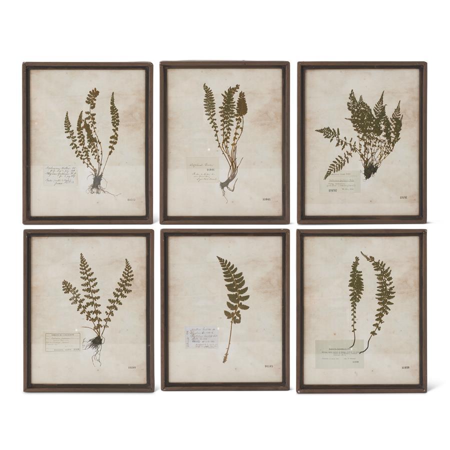 Fern Prints in Rusty Metal Frames