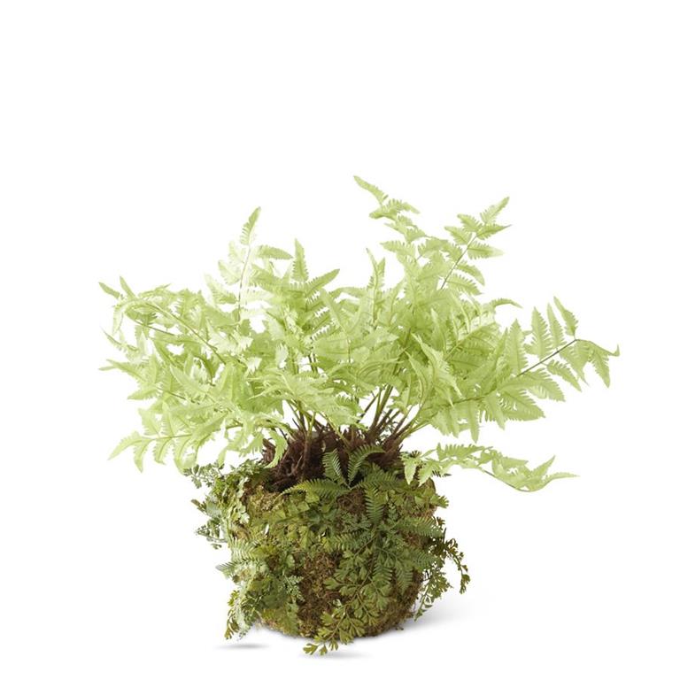 Light Green Fern in Moss pot