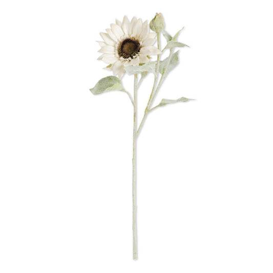 White Bloom and Blossom sunflower