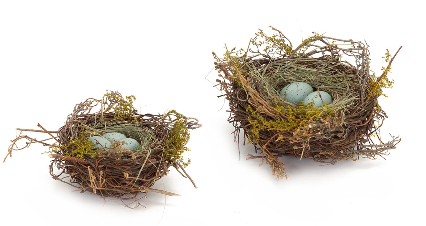 Robins Nest w/eggs