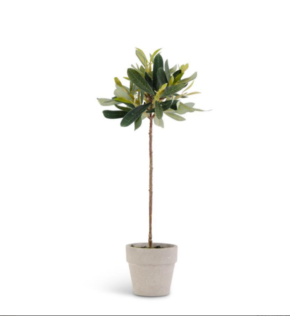 Mini Potted Olive Tree