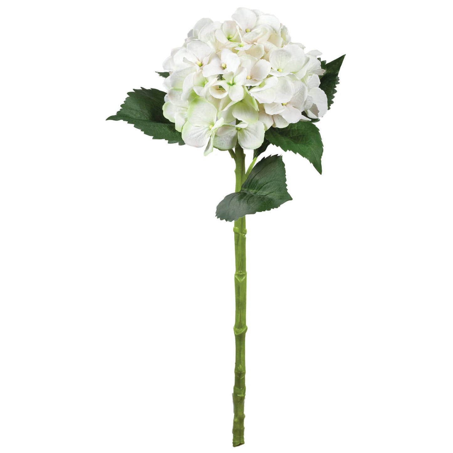 Hydrangea Stem White