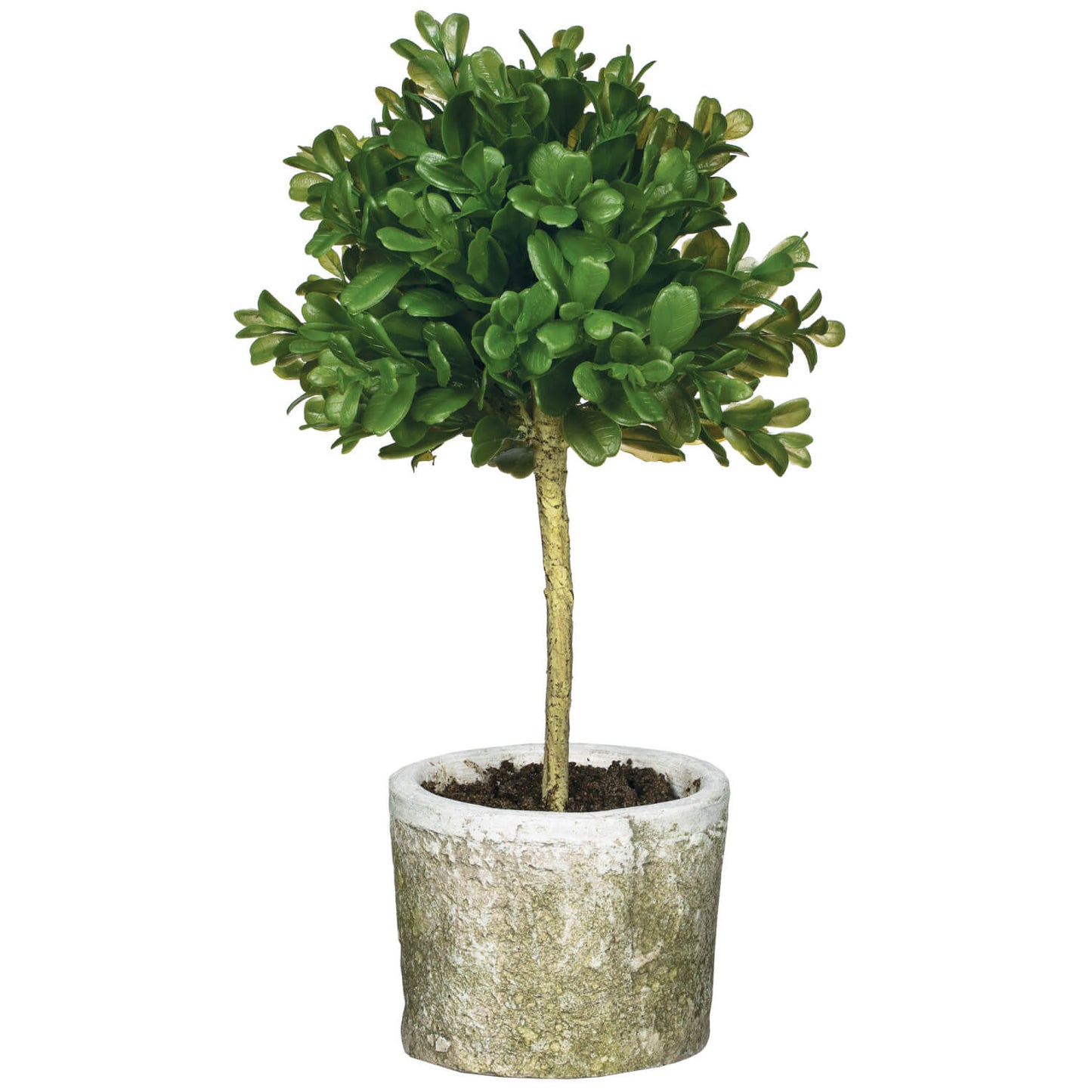 Mini Boxwood Topiary