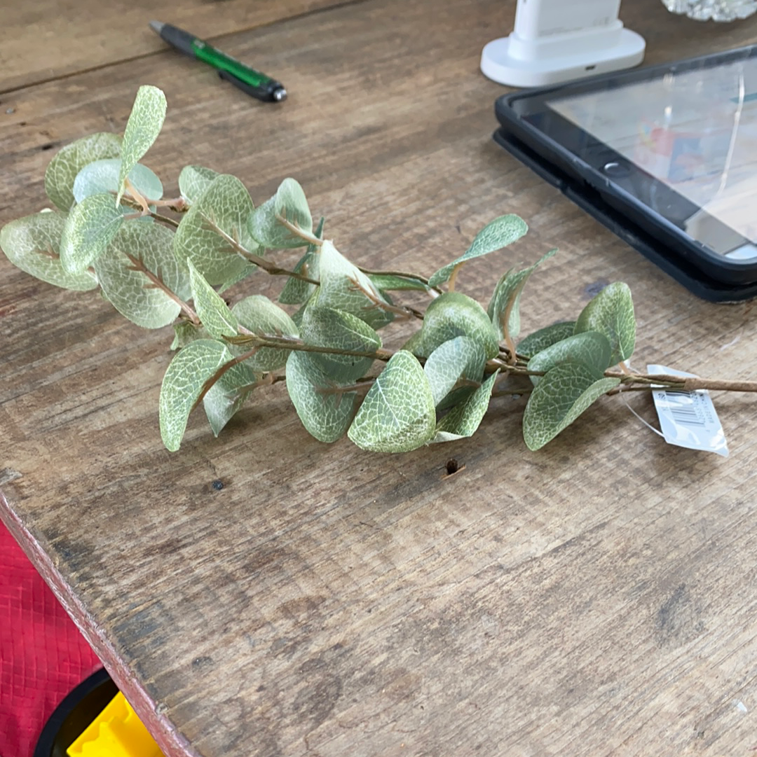 Eucalyptus stem