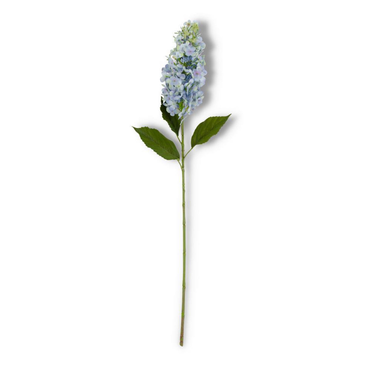 Blue cone Hydrangea stem