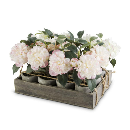 Potted Camelias