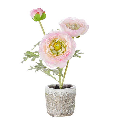 Potted Pink Ranunculus